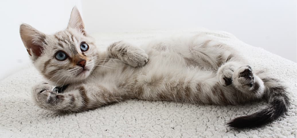 Blue-eyed tabby kitten lying on its back on a white textured surface, looking up curiously.