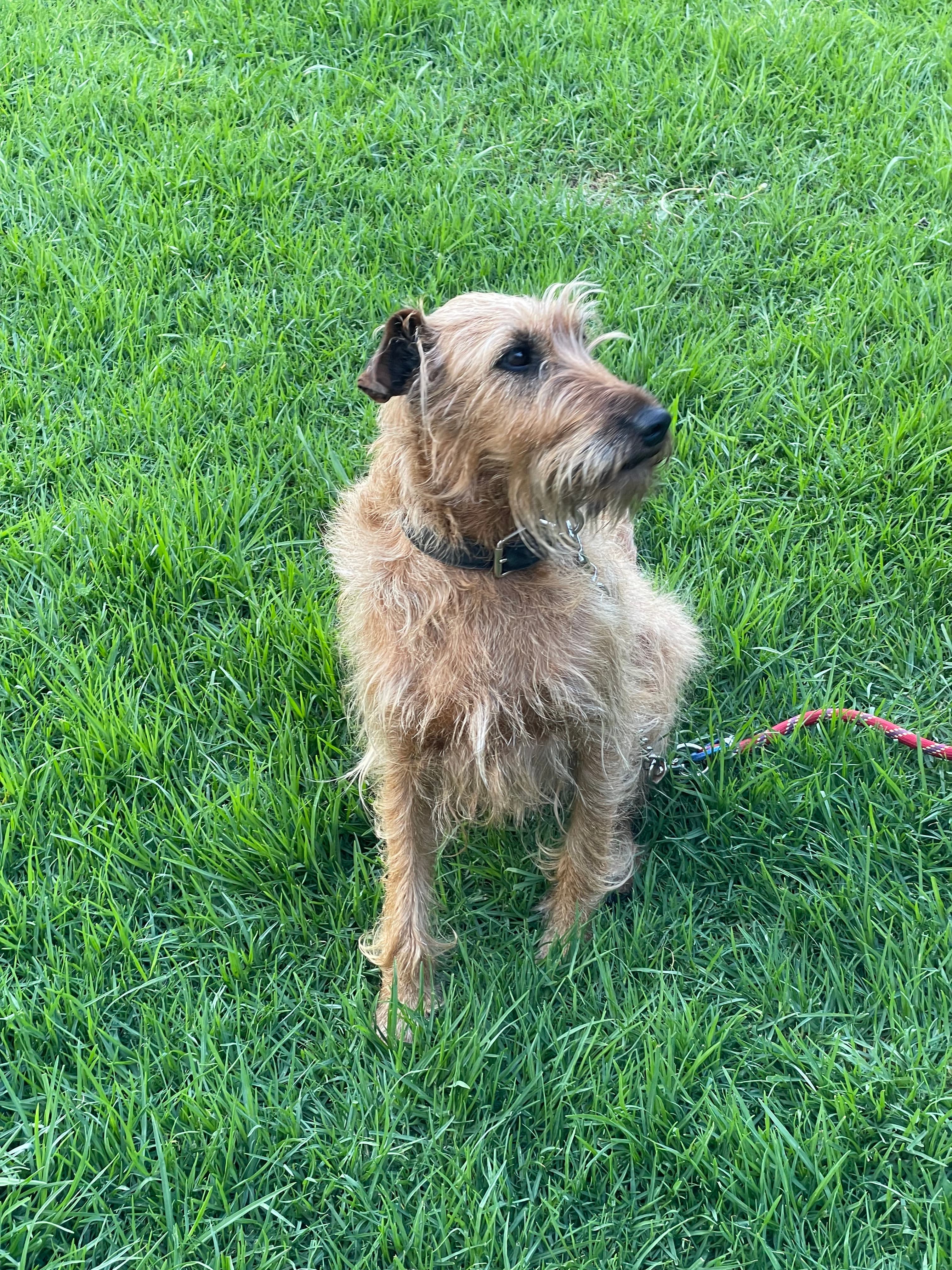Scruffy tan terrier mix with wiry fur stands alert on a lush green lawn.