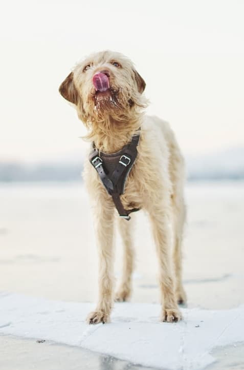 Scruffy tan dog wearing a leather harness licks its nose on a frozen lake.